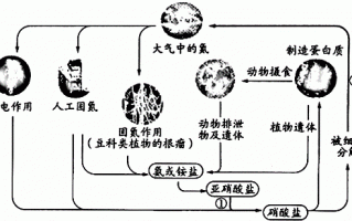 氮与植物群落生产力的关系（氮与植物群落生产力的关系是什么）