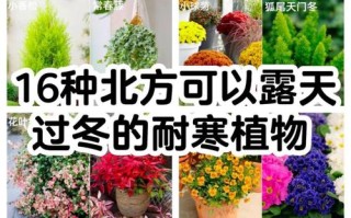 东北冬天室内绿植怎么养护（东北冬天室内绿植怎么养护好）