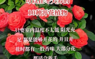 冬季车载花绿植怎么养护（冬季用车）