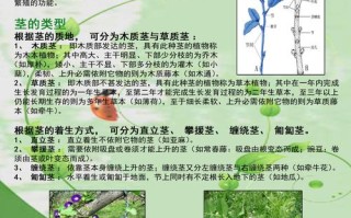 春季植物知识科普（春季植物介绍）