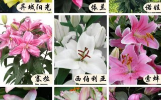 百合花植物知识（百合花植物资料）