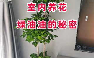 冬季房间干燥绿植怎么养护（冬天房子干燥养什么花）