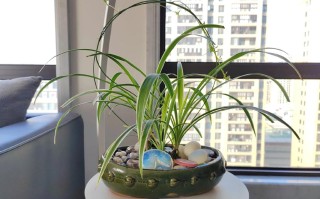 春天植物养护知识（春季植物养护注意事项）