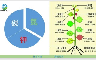 氮磷钾与植物的关系（关于氮磷钾对植物的影响成果简介）