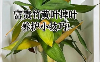 冬季车内绿植怎么养护（冬季汽车车内怎样保暖）