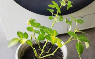 冬季养护植物小知识简短（冬季绿植养护注意事项）