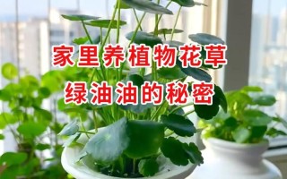 冬天植物养护小知识（冬天养植物注意事项）