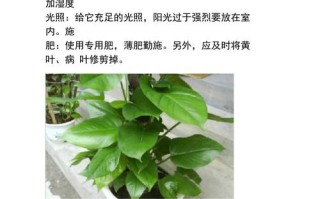 东北夏天室外绿植怎么养护（东北夏天室外绿植怎么养护好）