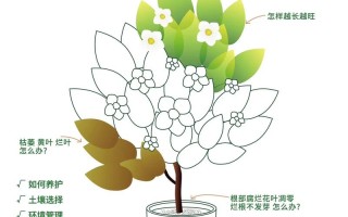 大部分植物养护知识技巧（植物护养方法）