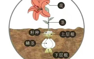 百合植物知识（百合植物结构图）