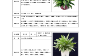 各种植物盆栽养护知识大全（各种植物盆栽养护知识大全图解）