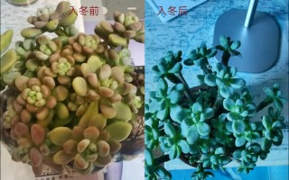 花卉植物冬天养护知识大全（花卉植物冬天养护知识大全及图片）