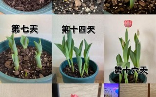 春天的植物生长知识（春天植物生长过程图简笔画）