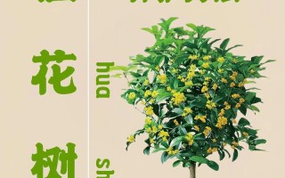 桂花植物养护知识大全集（桂花植物怎么养）