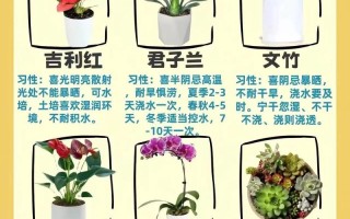 常见植物室内养护知识（室内植物应用的四大原则）