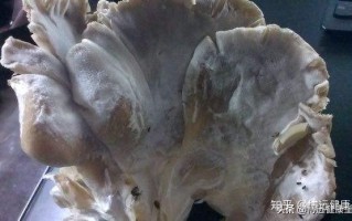 白毛植物百科知识介绍大全（白毛是什么东西）