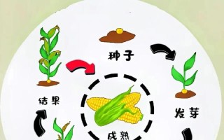 成人植物百科知识大全（成人植物百科知识大全图片）