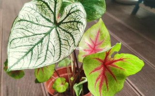 彩芋植物养护知识大全（彩芋植物养护知识大全图解）