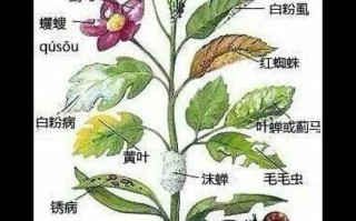 病菌与植物之间的关系（病毒与植物的关系）