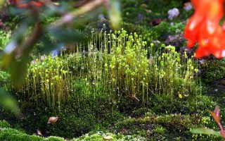 草本植物与苔原的关系是什么（草本植物与苔原的关系是什么呢）