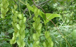 草药植物知识大全（草类药材植物名称大全）