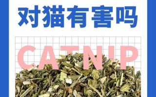 薄荷植物与猫咪的关系是什么（薄荷和猫可以一起养嘛）