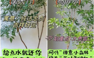 冬季搬家绿植怎么养护好（冬天搬家）