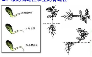 大地与植物生长的关系（大地与植物生长的关系有哪些）