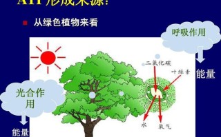 大气环境与植物的关系（植物与大气接触的主要部位）