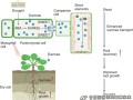 丙二醛与植物的关系（丙二醛与植物的关系图）