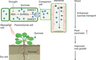 丙二醛与植物的关系（丙二醛与植物的关系图）