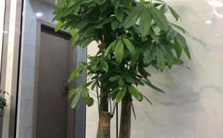 冬季过年绿植养护注意事项（冬季绿化植物）