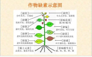 氮磷钾与植物生长的关系（氮磷钾元素对植物生长的影响）