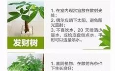 花卉植物日常养护知识大全（花卉养护小知识）