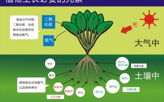 氮与植物的关系（氮对植物的影响）