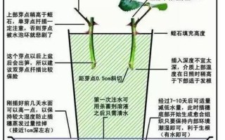 捕虫植物与蟑螂的关系是（昆虫与植物是捕食关系吗）