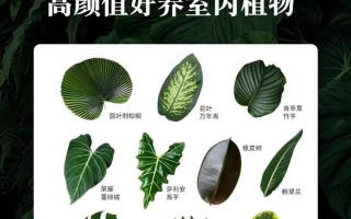 冬季大叶绿植怎么养护（冬天绿叶植物）