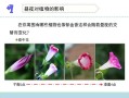 白天黑夜与植物的变化关系（白天黑夜与植物的变化关系是什么）