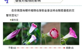 白天黑夜与植物的变化关系（白天黑夜与植物的变化关系是什么）