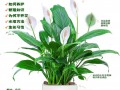 白掌水培植物保养知识（白掌水培植物保养知识大全）