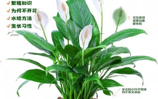 白掌水培植物保养知识（白掌水培植物保养知识大全）