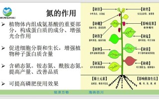 氮的有效性与植物生长关系（氮在植物体内的重要作用）