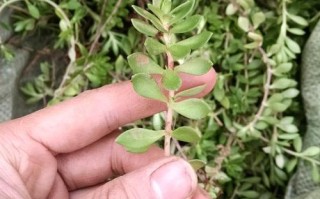 草药农药植物知识百科大全（治草农药）