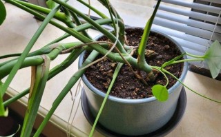 观叶爬藤植物养护知识大全（观叶藤本植物）