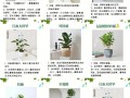 家庭植物养护知识（家庭植物养护知识培训）