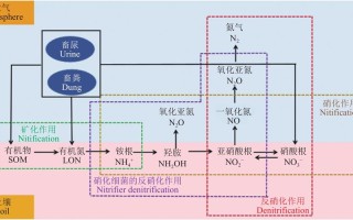 氮磷物质循环与植物的关系（氮磷循环对水体富营养化的影响）