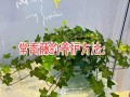 花卉植物日常养护知识（花卉绿植养护）