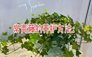 花卉植物日常养护知识（花卉绿植养护）