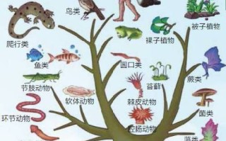 单细胞生物与动物植物的关系（单细胞植物与单细胞动物最主要的区别是）