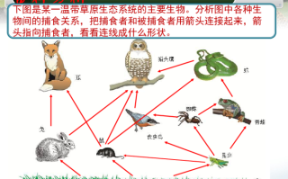 苍蝇与植物的关系是什么（苍蝇与植物的关系是什么意思）